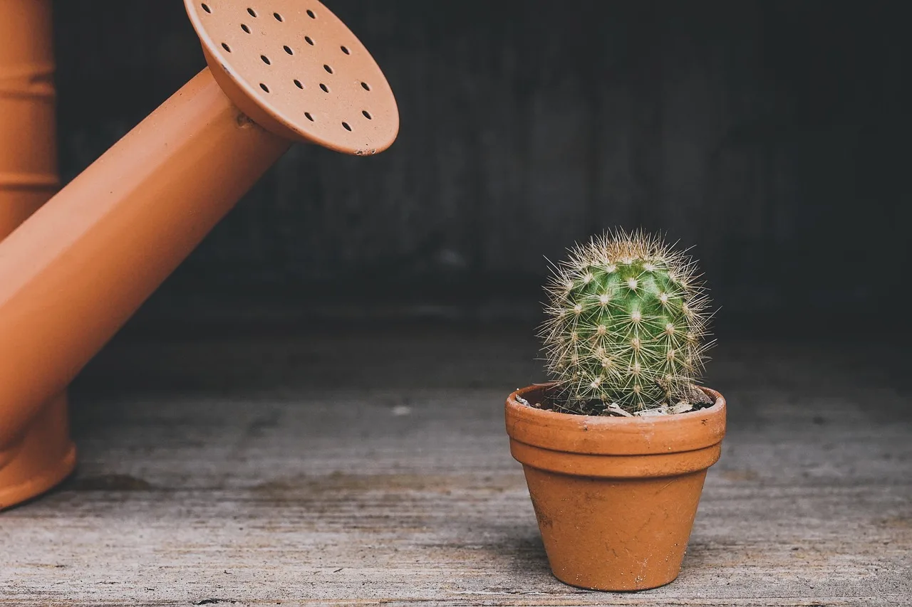 Winter houseplant care basics
