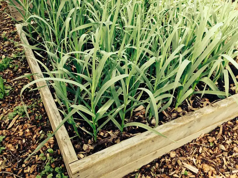 Gardener mulching vegetable beds with straw around tomatoes, lettuce, and peppers