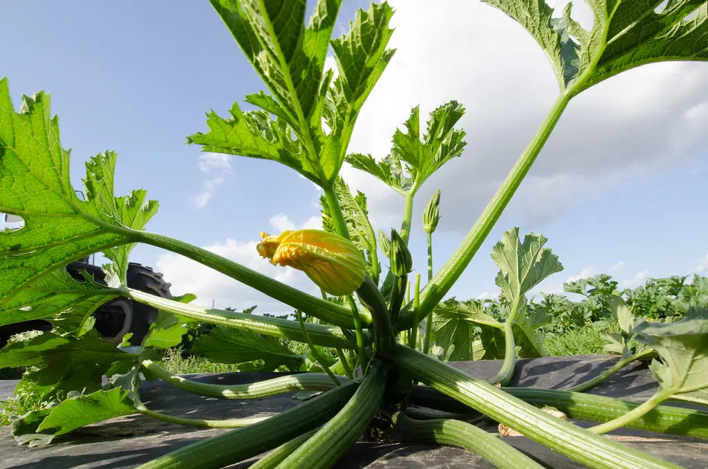 Hands adjust wood chip mulch around a squash plant, leaving a bare stem ring