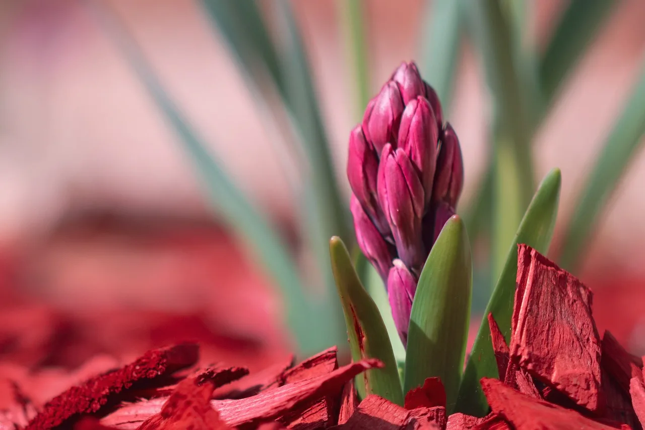 When should I mulch vegetable beds?