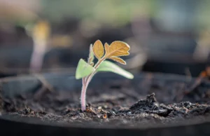 Gardening techniques for planting by season: timing guide