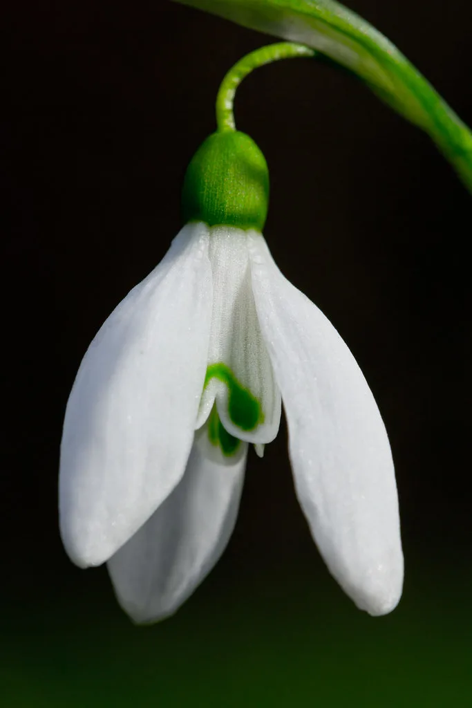Hands sowing carrot seeds in a shallow furrow in garden soil