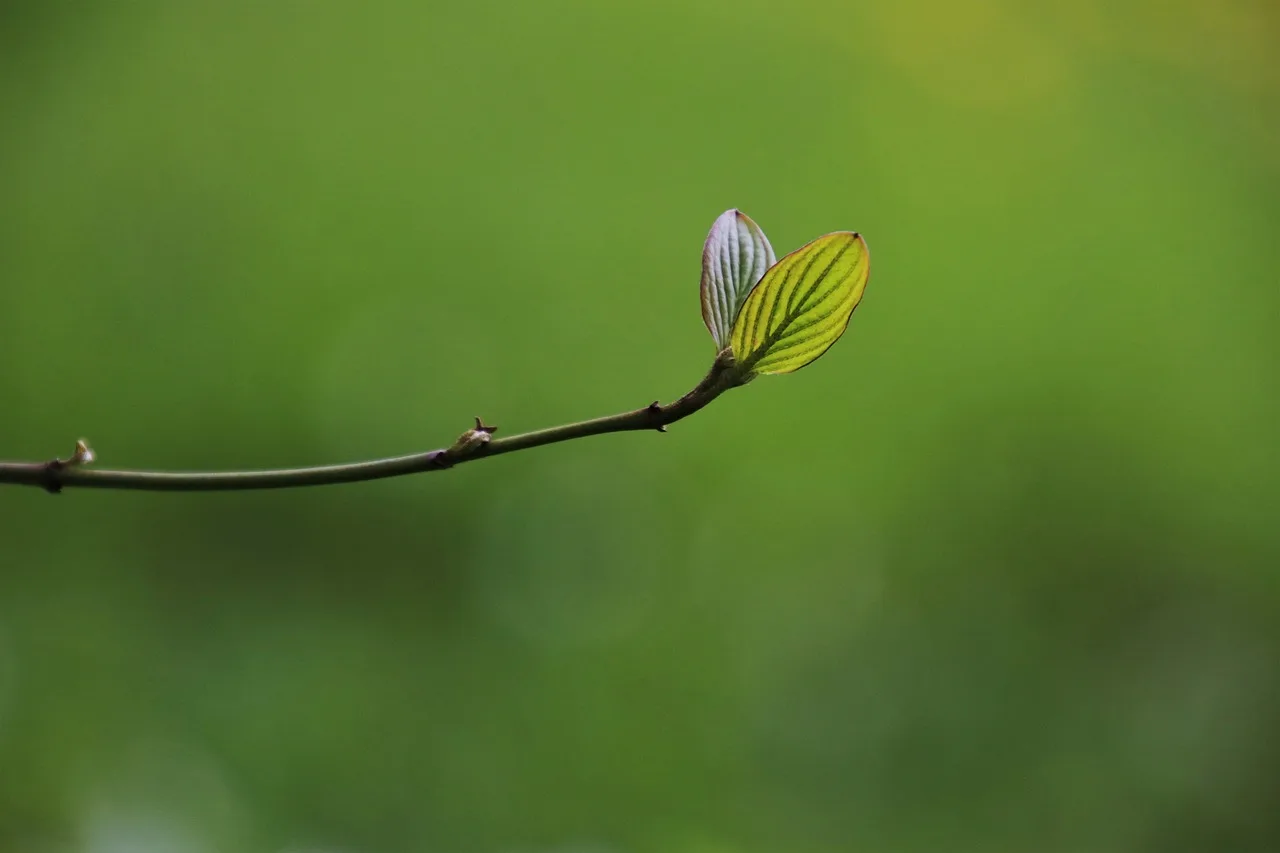 What should you plant in spring?