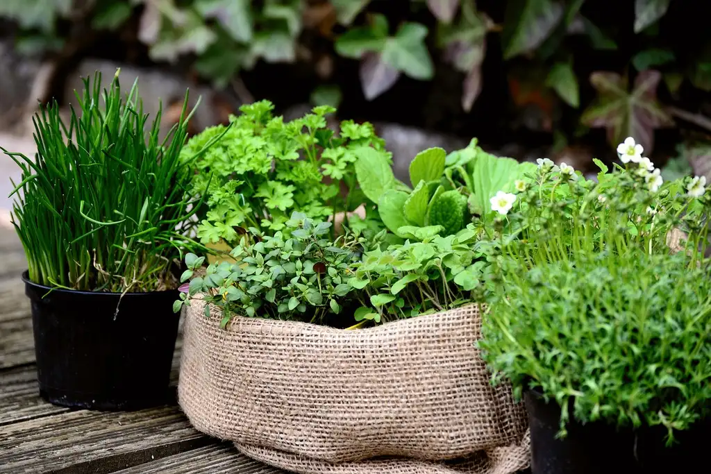 How do you match herbs to your window?