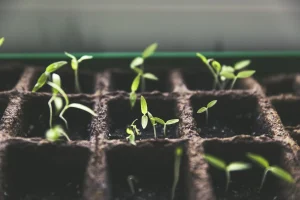 Gardening Techniques for Seed Starting Trays