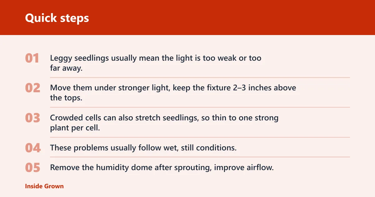 Quick steps: What goes wrong in seed trays, and how do you fix it?