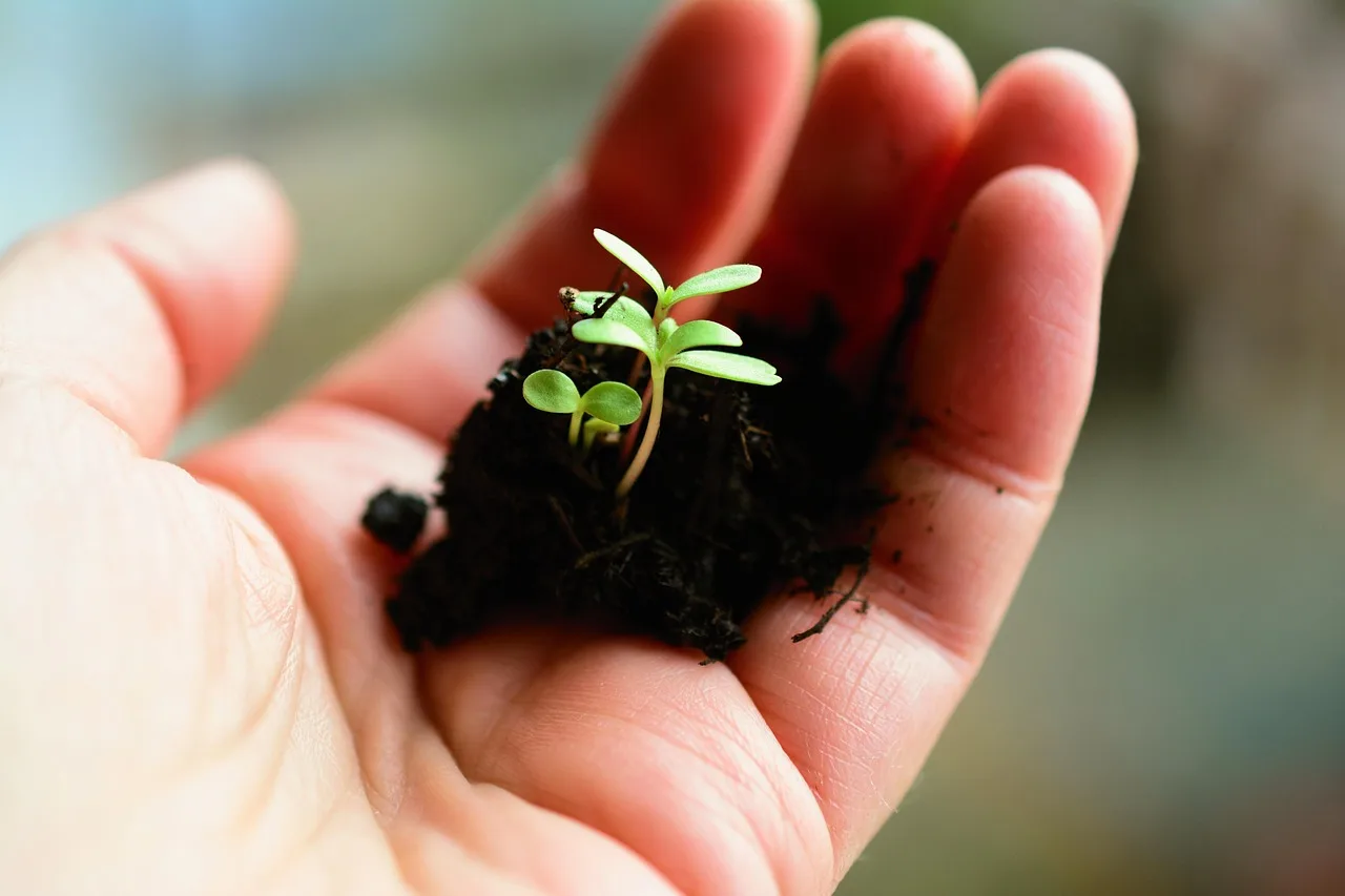 How often should you sow each crop?