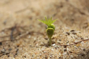 Gardening Techniques for Transplanting Seedlings Safely