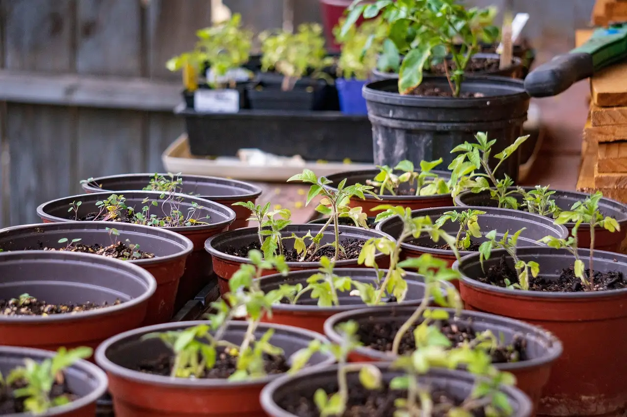 How long should seedlings be hardened off before transplanting?