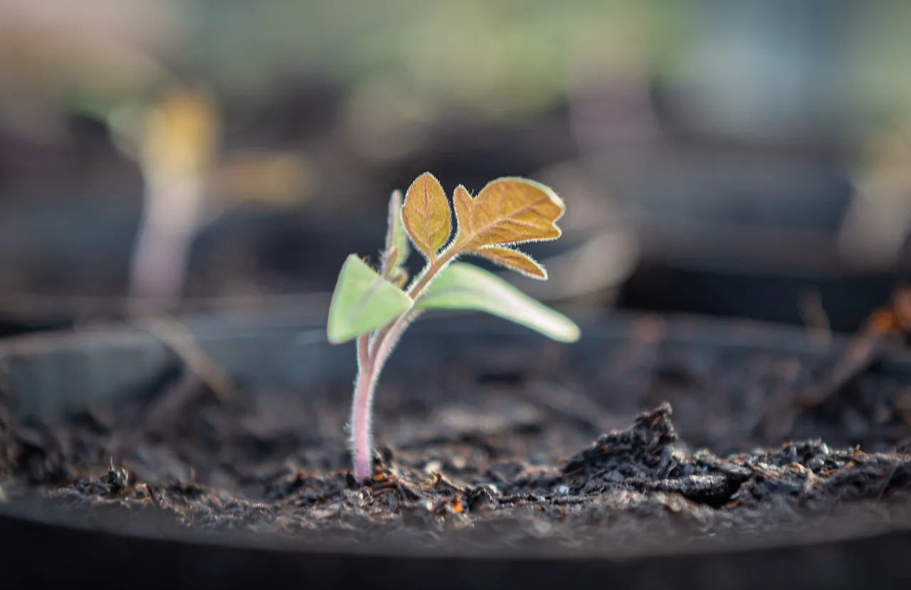 Why grow lights matter