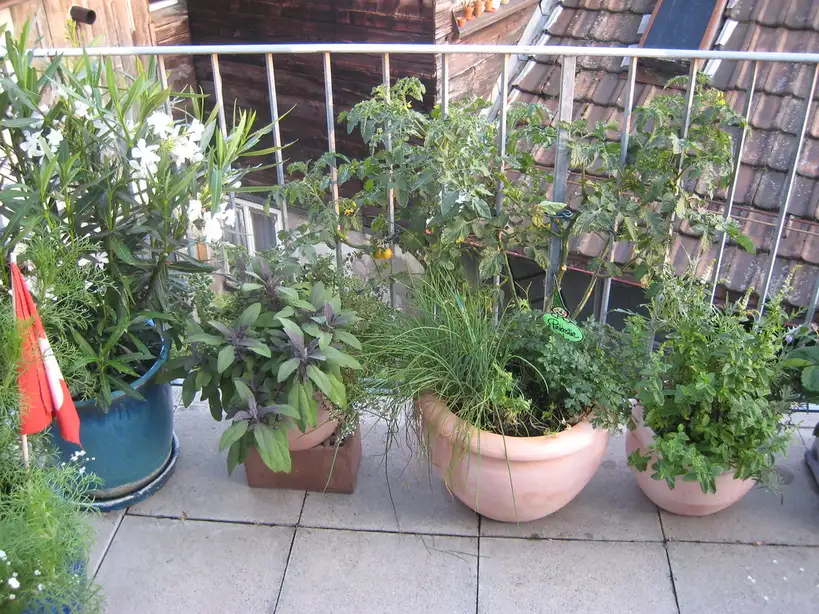 Balcony container vegetables in pots on a sunny patio with tomatoes, lettuce, basil, and peppers.