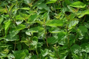Gardening tips for pruning herbs so they grow fuller