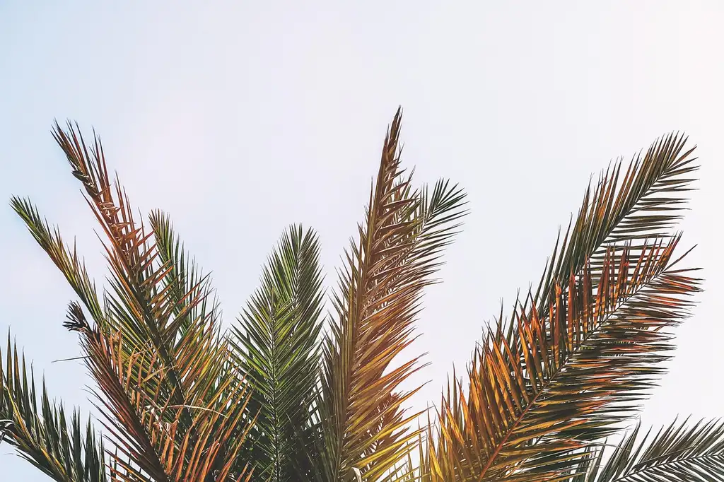 How much water does a garden need in hot, dry weather?