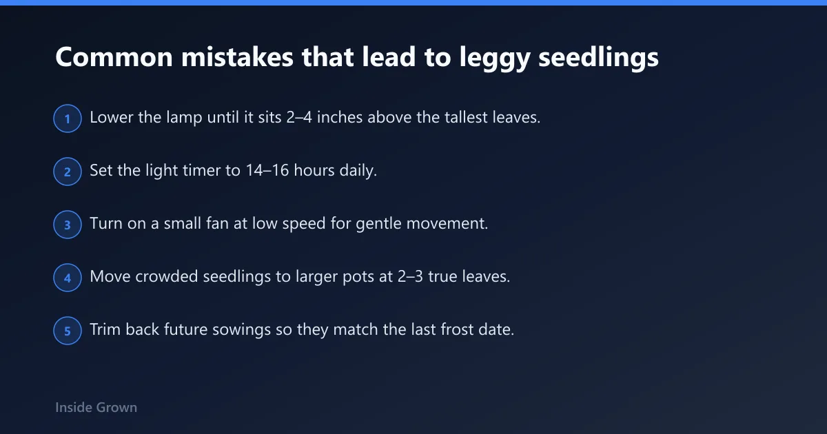 Steps: Common mistakes that lead to leggy seedlings