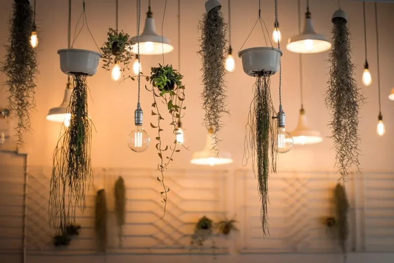 Houseplants on a winter windowsill beside a person checking light with a meter