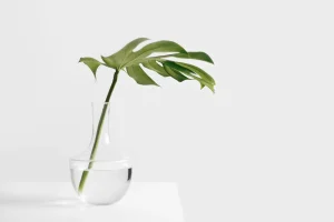Do Houseplants Need Less Water in Winter?
