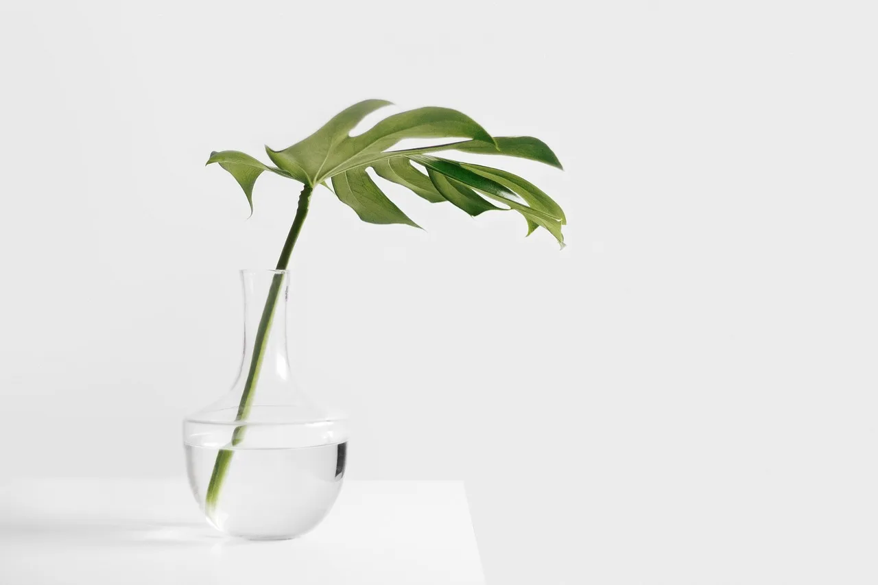 Houseplants on a bright windowsill while a person checks the soil before watering.