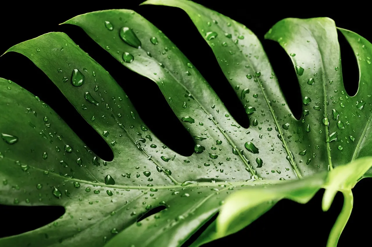 How do you know when to water houseplants in winter?