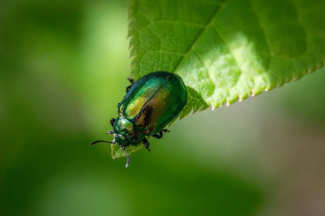 Integrated pest management in practice