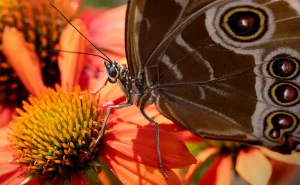 How Botanical Gardens Support Pollinators and Biodiversity