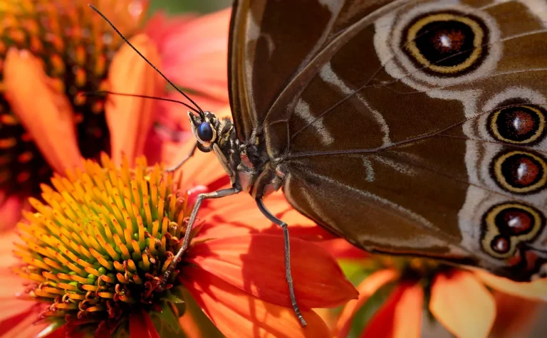Botanical garden flower beds with a bee, butterfly, and native plants supporting pollinators