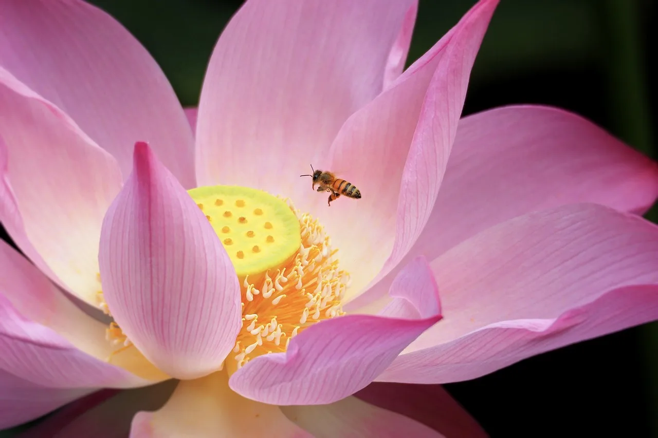 How do botanical gardens support pollinators?