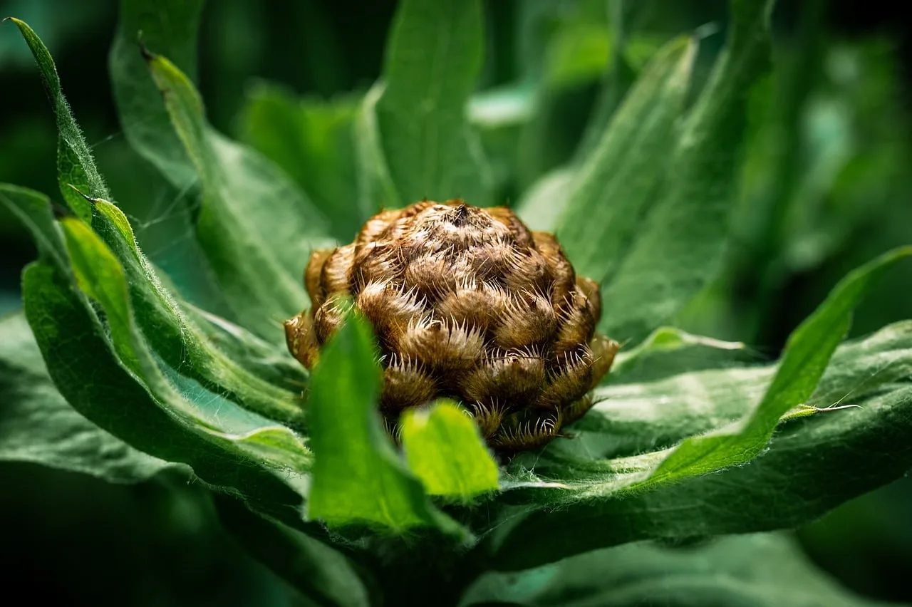 How deep should you plant seeds in garden beds?
