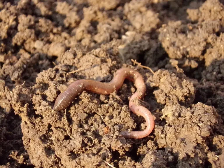Earthworms in crumbly garden soil beside mulch and seedlings in a home garden