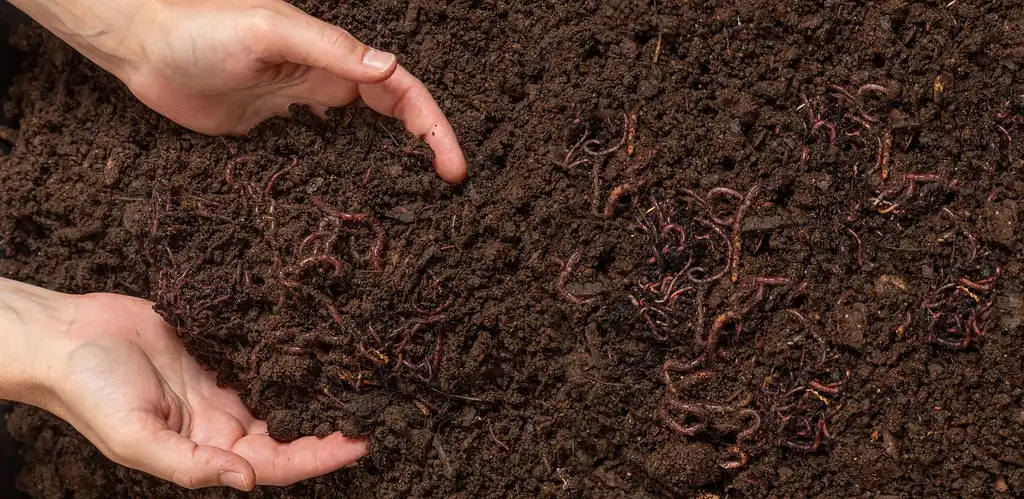 Which earthworm type fixes which garden problem?