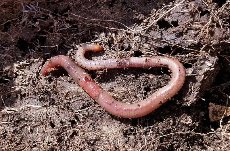 How much moisture and pH do worms need?