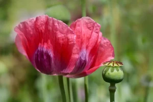 How Far Apart Should You Sow Seeds for Healthy Spacing