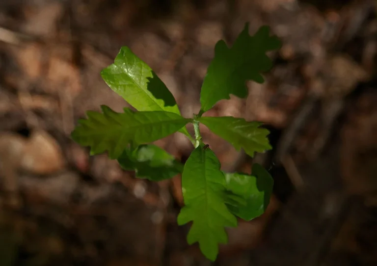 Seedlings under a hanging grow light with a hand measuring the distance