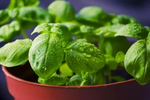 How Many Basil Plants Do You Need for Weekly Harvests?