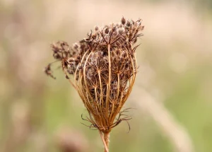 How Many Carrot Seeds Should You Sow in One Spot?