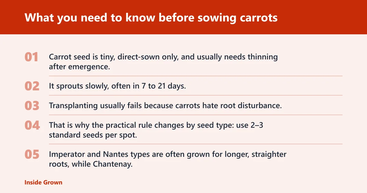 Steps: What you need to know before sowing carrots