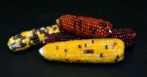 How Many Corn Seeds Should You Plant in a Cluster?