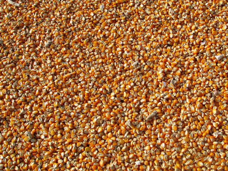 How many seeds fit a corn hole or hill?