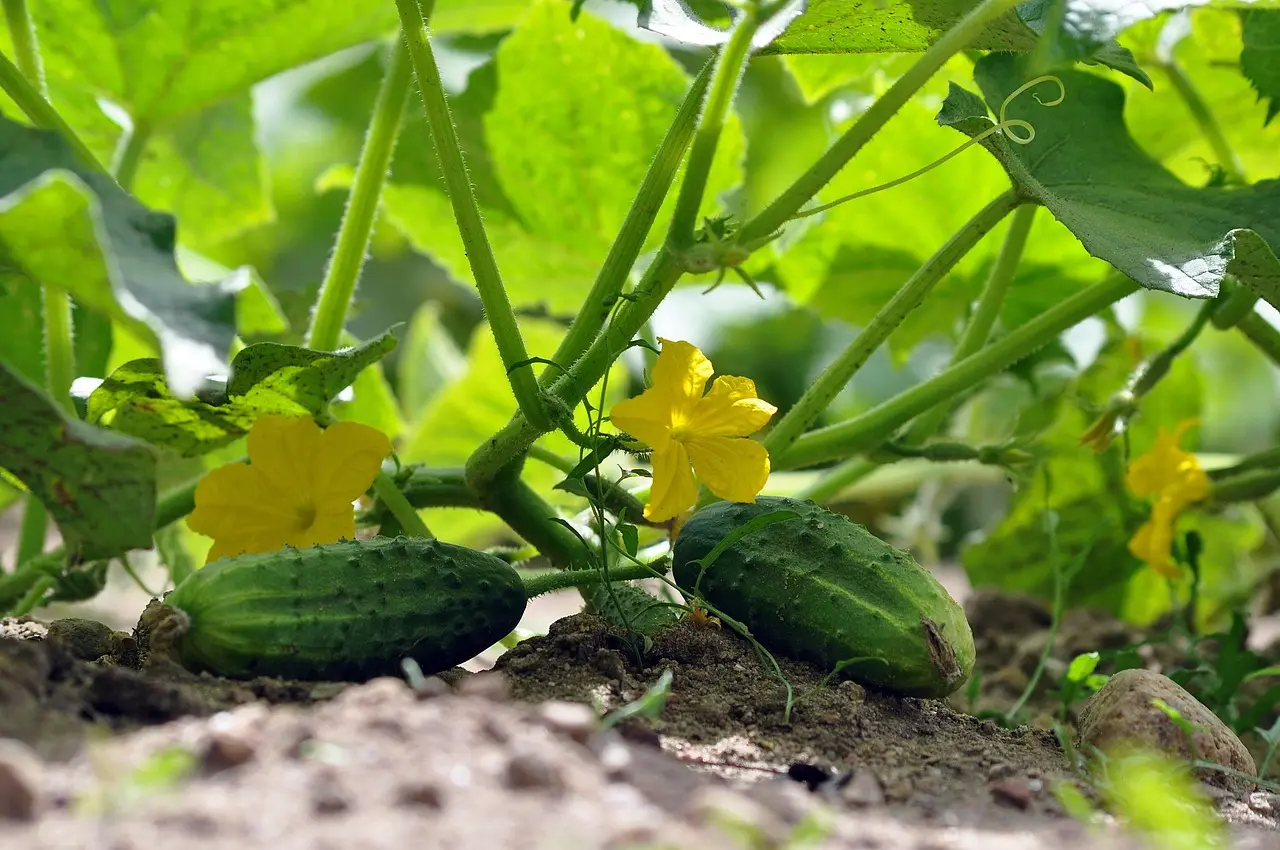 How many cucumber plants can I grow in a container with a trellis?