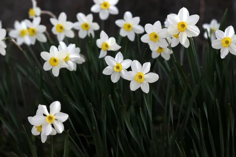 A full spring bed of daffodils planted in a dense drift beside fresh soil and mulch