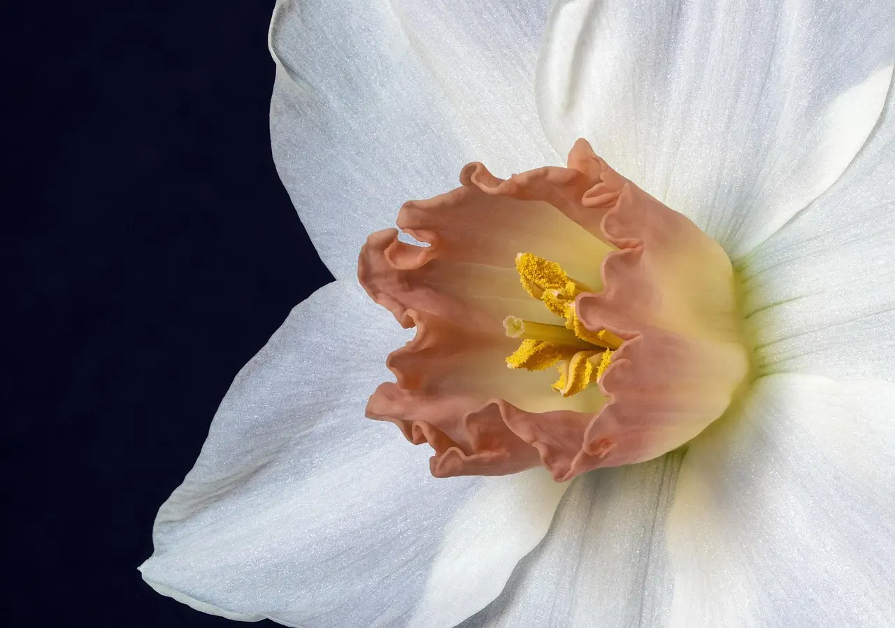 How many daffodil bulbs should you plant together?