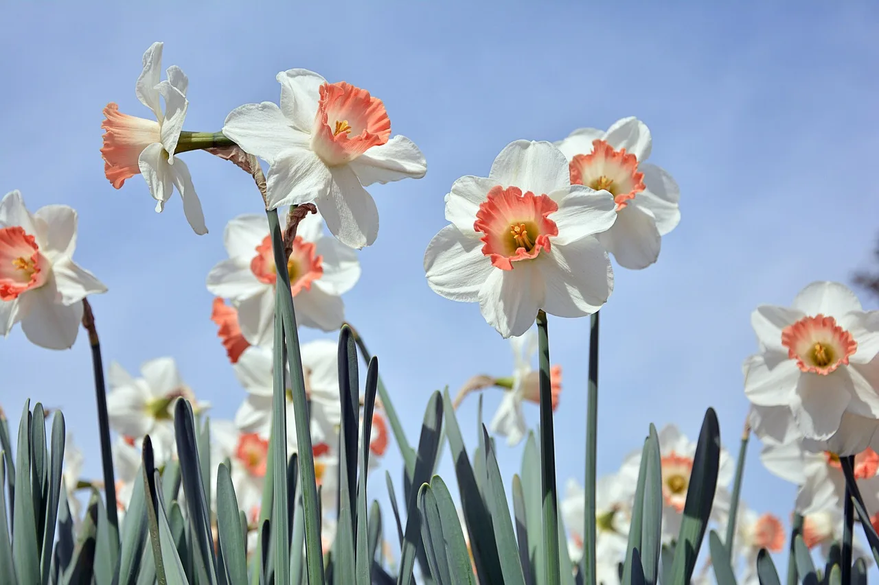 How many daffodil bulbs should you plant for a border?