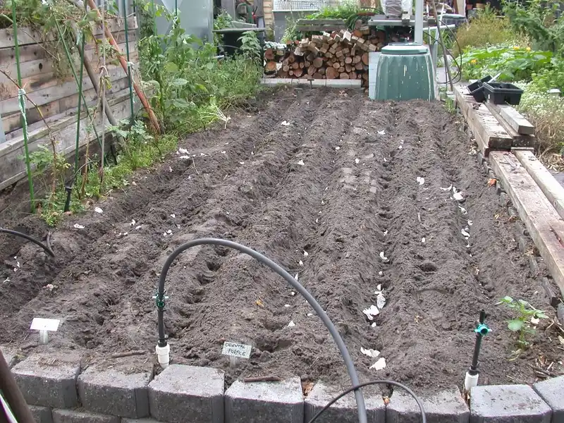 Garlic cloves set in a soil row beside a ruler showing planting spacing.