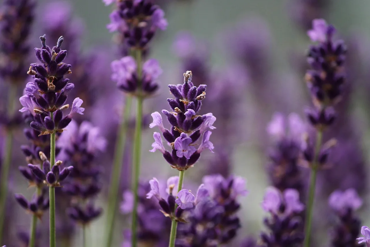 How many herb plants does a family need?