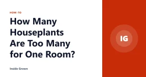 How Many Houseplants Are Too Many for One Room?