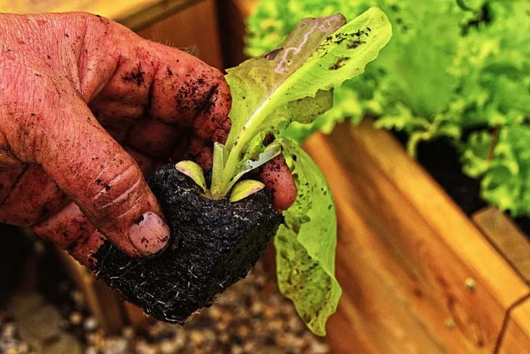 Gardener placing lettuce seeds into small holes in a raised bed beside seedlings and a trowel