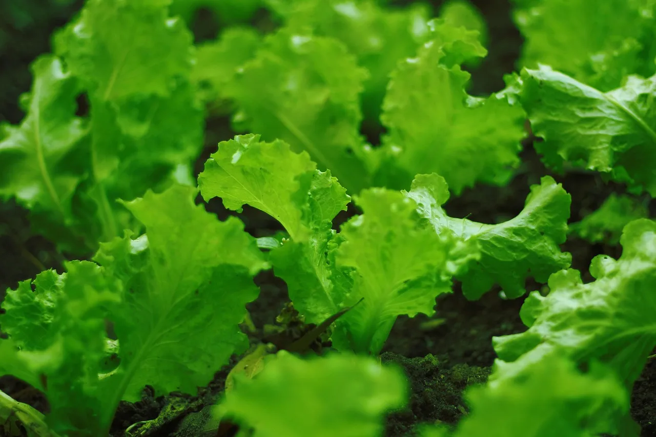 Which lettuce type are you planting?