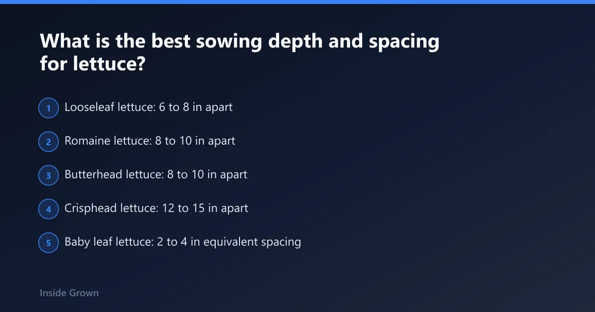 Steps: What is the best sowing depth and spacing for lettuce?