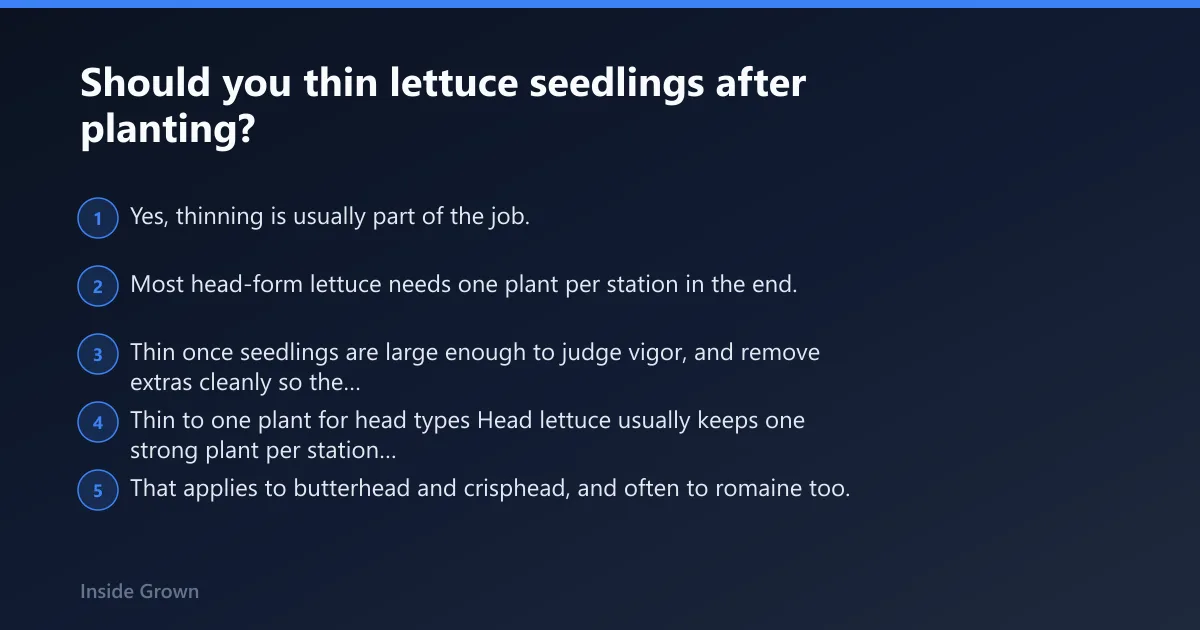 Steps: Should you thin lettuce seedlings after planting?