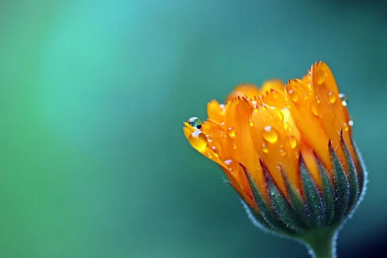 Marigolds planted around a vegetable bed with tomatoes, lettuce, and carrots in natural light
