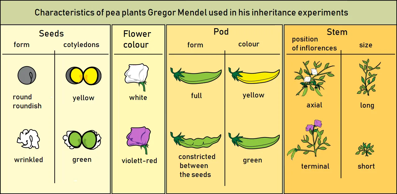Pea seeds held beside a shallow planting hole in damp garden soil